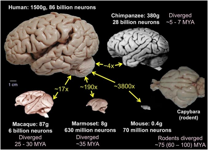 Brain comparison across species: mouse, marmoset, macaque, chimpanzee, and human, showing increasing cortical folding