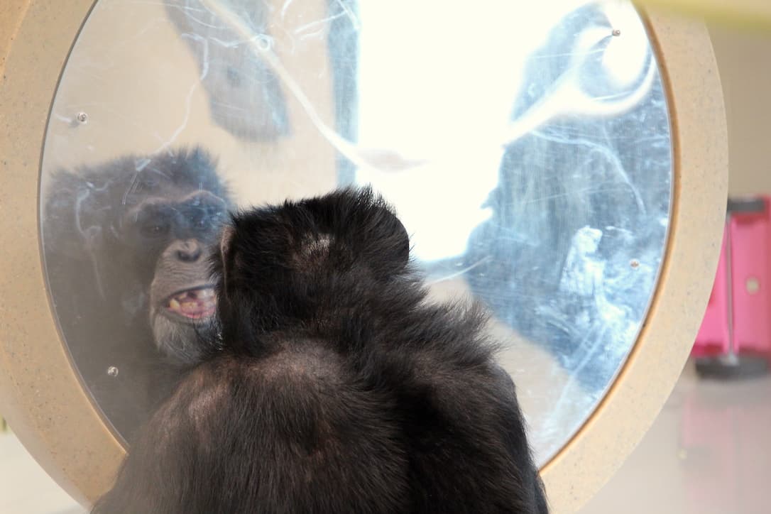 A chimpanzee looking at its own reflection in a round mirror