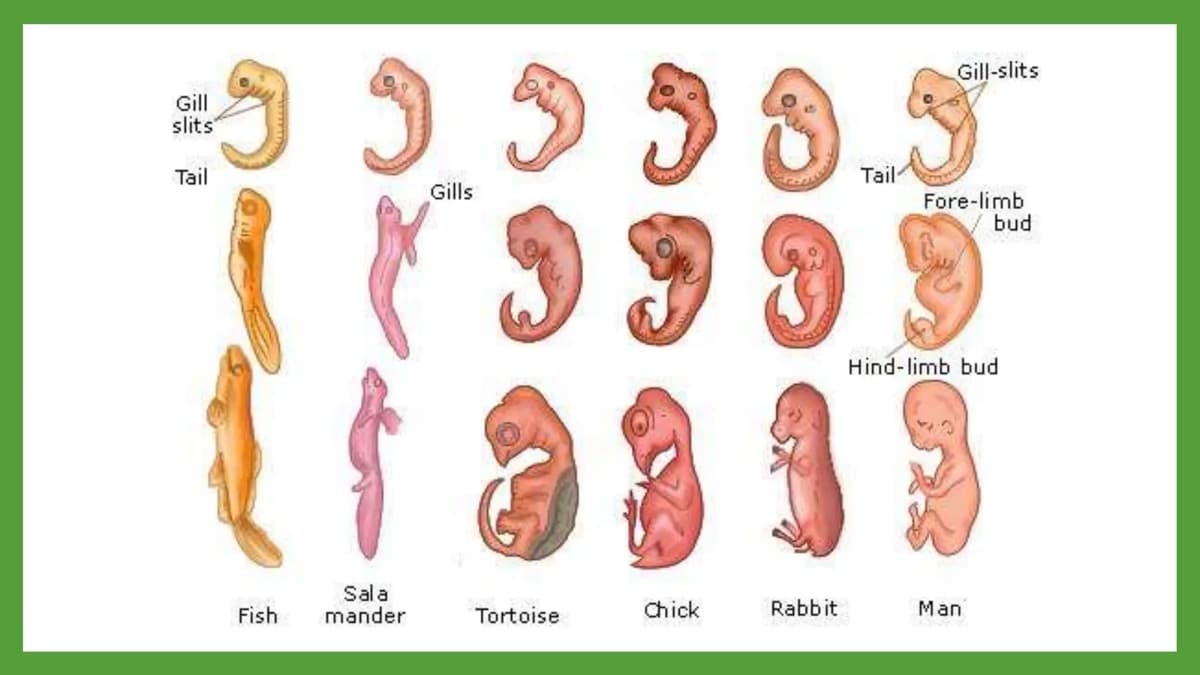 Embryo comparison across species: fish, salamander, tortoise, chick, rabbit, and human embryos look nearly identical in early stages